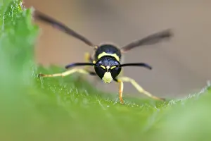 Images Dated 4th May 2020: Macro image of an insect in Germany
