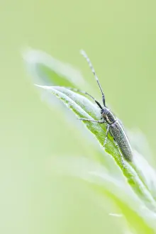 Images Dated 17th May 2020: Macro image of an insect in Germany
