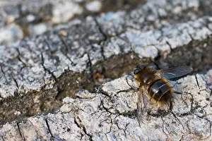 Images Dated 1st March 2020: Macro image of an insect in Germany