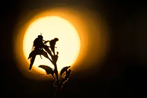 Images Dated 21st May 2020: Macro image of an insect in Germany