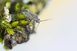 Images Dated 4th May 2020: Macro image of an insect in Germany