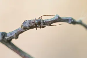Images Dated 21st May 2020: Macro image of an insect in Germany