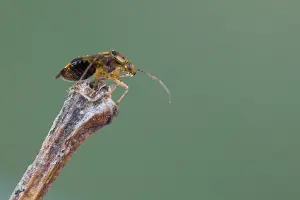 Images Dated 30th March 2020: Macro image of an insect in Germany