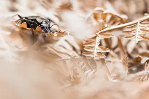 Images Dated 25th March 2020: Macro image of an insect in Germany