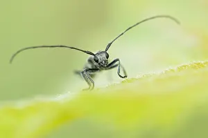 Images Dated 29th May 2020: Macro image of an insect in Germany