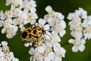 Images Dated 6th August 2013: Macro image of an insect in Germany