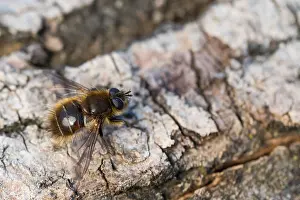 Images Dated 1st March 2020: Macro image of an insect in Germany