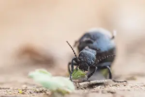 Images Dated 20th March 2020: Macro image of an insect in Germany