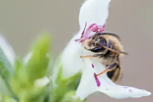 Images Dated 7th May 2020: Macro image of an insect in Germany