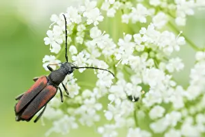 Images Dated 11th June 2020: Macro image of an insect in Germany