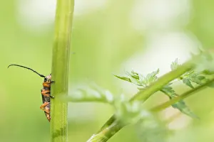 Images Dated 9th May 2020: Macro image of an insect in Germany