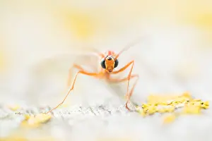 Images Dated 25th October 2019: Macro image of an insect in Germany