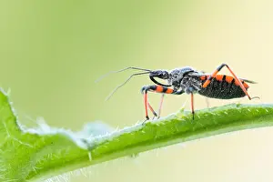 Images Dated 28th May 2020: Macro image of an insect in Germany