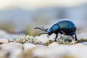 Images Dated 22nd February 2020: Macro image of an insect in Germany