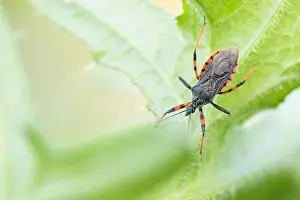 Images Dated 28th May 2020: Macro image of an insect in Germany