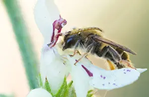 Images Dated 7th May 2020: Macro image of an insect in Germany
