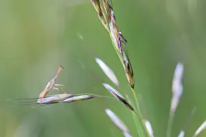 Images Dated 9th May 2020: Macro image of an insect in Germany