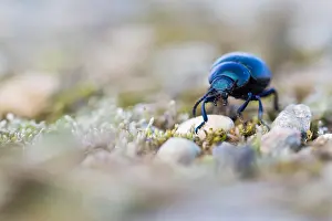 Images Dated 22nd February 2020: Macro image of an insect in Germany