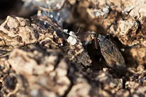 Images Dated 22nd February 2020: Macro image of an insect in Germany