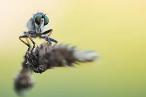 Images Dated 11th June 2020: Macro image of an insect in Germany