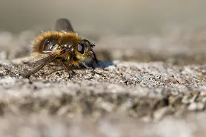 Images Dated 1st March 2020: Macro image of an insect in Germany