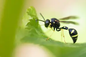 Images Dated 4th May 2020: Macro image of an insect in Germany