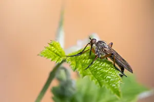 Images Dated 4th May 2020: Macro image of an insect in Germany