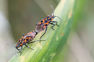 Images Dated 26th April 2020: Macro image of an insect in Germany