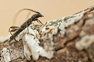 Images Dated 29th May 2020: Macro image of an insect in Germany