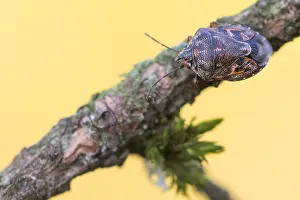Images Dated 16th December 2019: Macro image of an insect in Germany