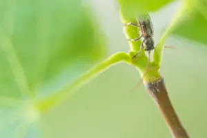 Images Dated 21st May 2020: Macro image of an insect in Germany