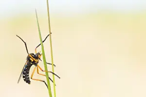 Images Dated 7th May 2020: Macro image of an insect in Germany