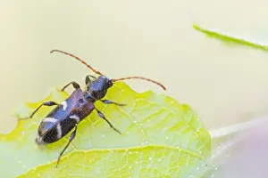 Images Dated 22nd April 2020: Macro image of an insect in Germany