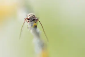 Images Dated 21st May 2020: Macro image of an insect in Germany