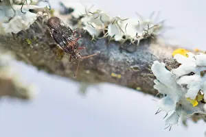 Images Dated 2nd April 2020: Macro image of an insect in Germany