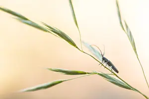 Images Dated 21st May 2020: Macro image of an insect in Germany