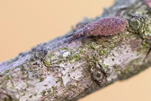 Images Dated 20th March 2020: Macro image of an insect in Germany