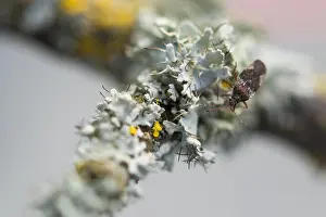 Images Dated 2nd April 2020: Macro image of an insect in Germany