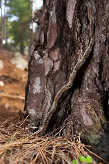 Caterpillars Prints: Macro image of Pine Processionary caterpillars