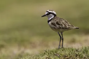 Images Dated 4th December 2010: Madagascar Plover