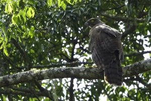 Zeer Zeldzaam Prints: Madagascar Serpent Eagle