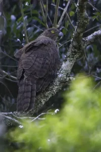 Zeer Zeldzaam Prints: Madagascar Serpent Eagle