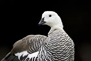 Images Dated 8th March 2006: Magelhaengans, Upland Goose, Chloephaga picta
