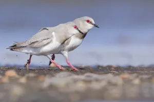 Images Dated 19th November 2023: Magellanic Plover, Pluvianellus socialis