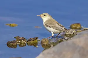 Oostelijke Prints: Maghreb Eastern Olivaceous Warbler, Oostelijke Vale Spotvogel, Iduna pallida reiseri