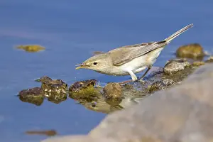 Oostelijke Prints: Maghreb Eastern Olivaceous Warbler, Oostelijke Vale Spotvogel, Iduna pallida reiseri