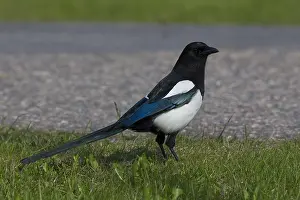Corvidae Prints: Magpie