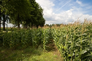 Mais Prints: Maisveld, Cornfield