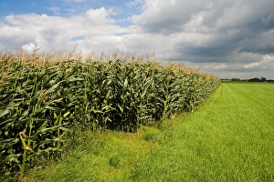 Mais Prints: Maisveld, Cornfield