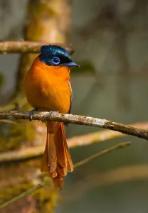Images Dated 26th October 2010: Malagasy Paradise Flycatcher, Terpsiphone mutata